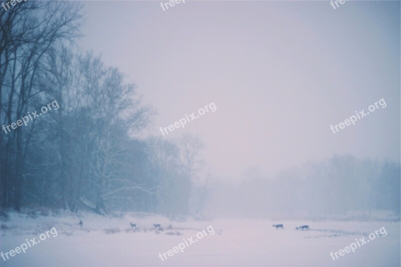 Deer Animals Crossing Winter Snow