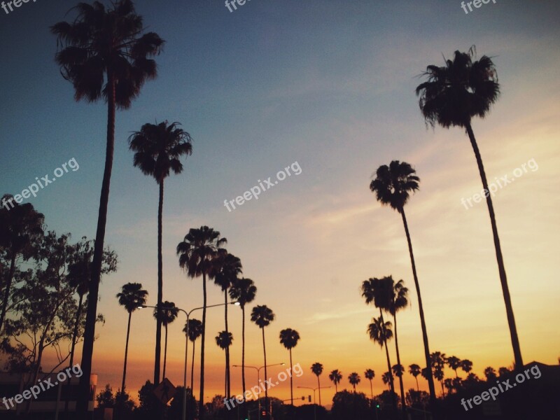 Palm Trees Sunset Sky Streets Free Photos