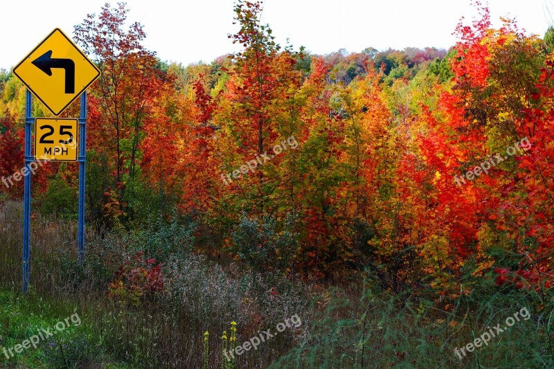 Autumn Fall Trees Leaves Colors