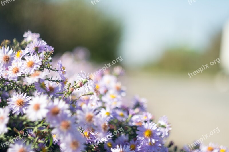 Purple Daisies Flowers Garden Free Photos