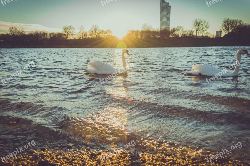 Ducks Swans Lake Water Sunshine