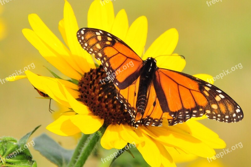 Monarch Butterfly Macro Insect Nature