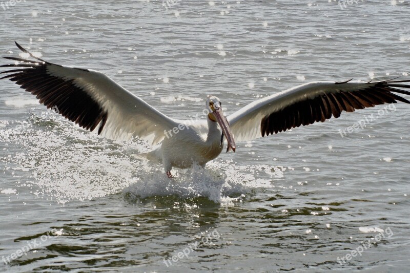 Pelican Bird White American Water