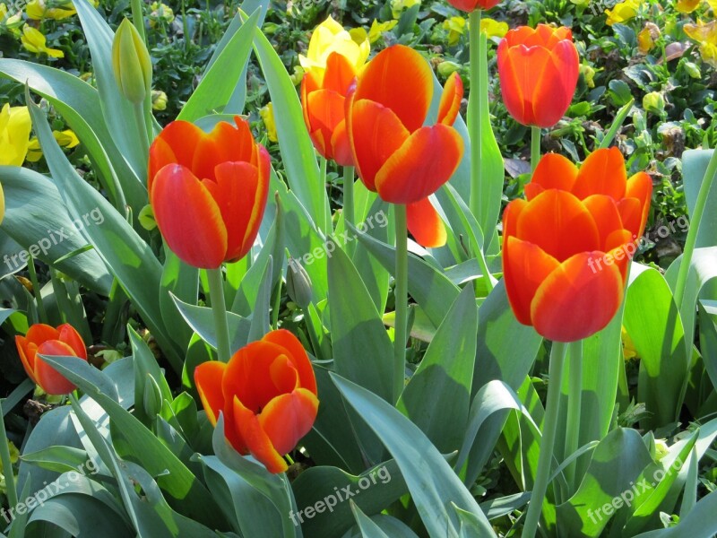 Tulips Flowers Macro Floral Blooming