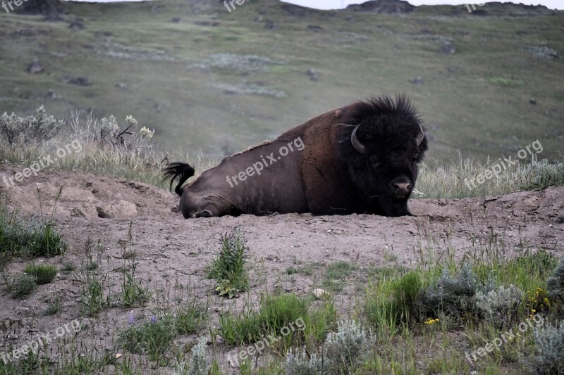 Bison Yellowstone National Park Usa America Buffalo