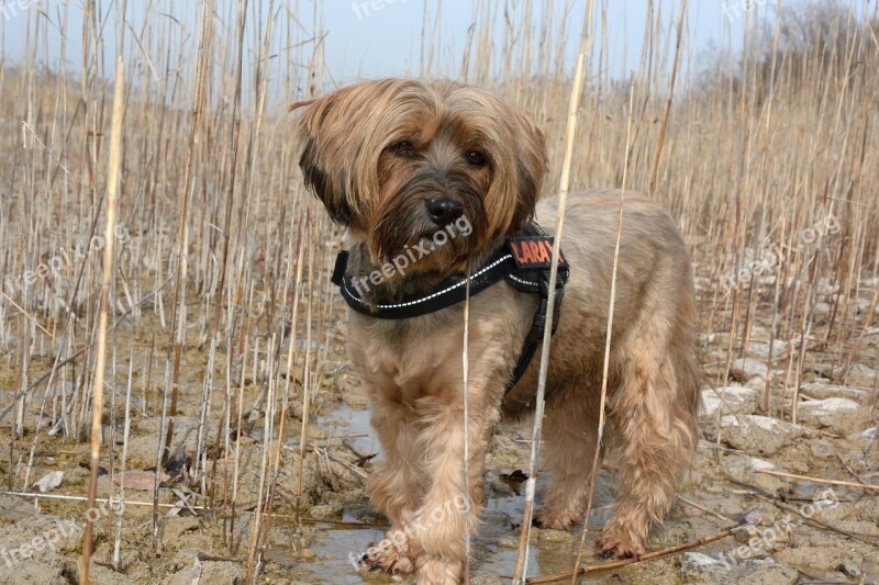 Dog Tibetan Terrier Pet Nature Portrait