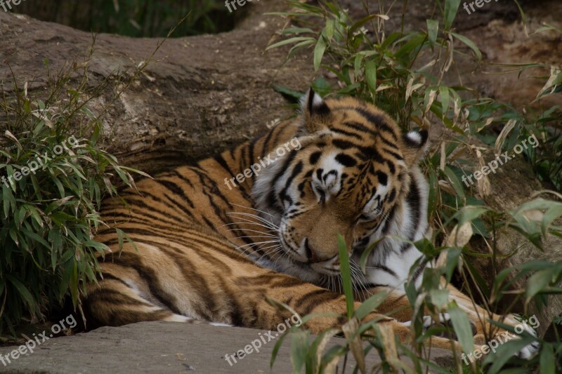 Tiger Sleepy Zoo Wildcat Relax