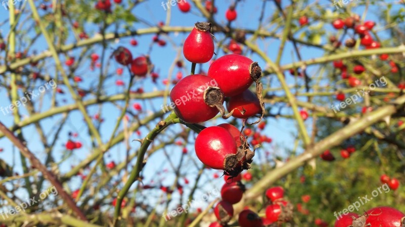 Hip Macro Herbal Rose-hip Free Photos