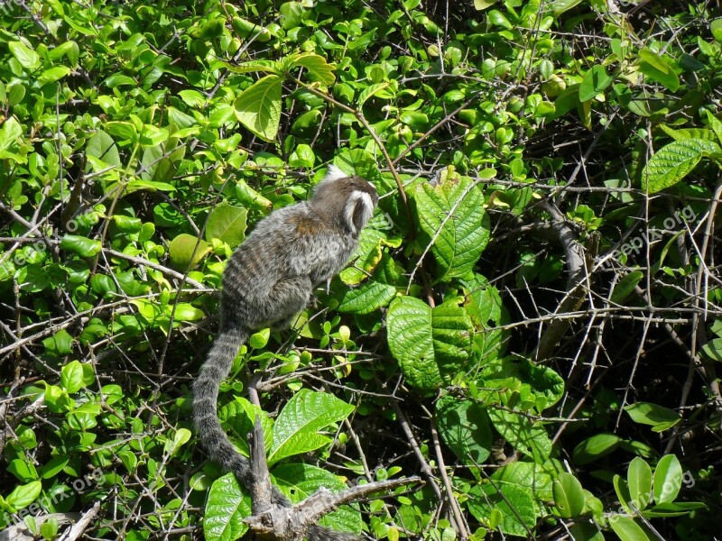 Monkey Marmoset Animal Free Photos