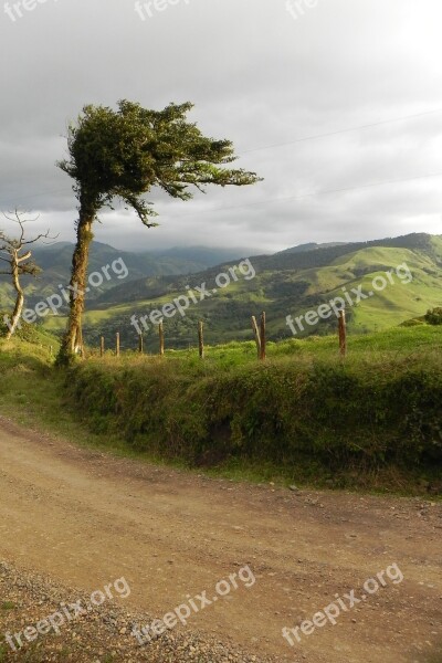 Tree Landscape Costa Rica Mountain Vegetation