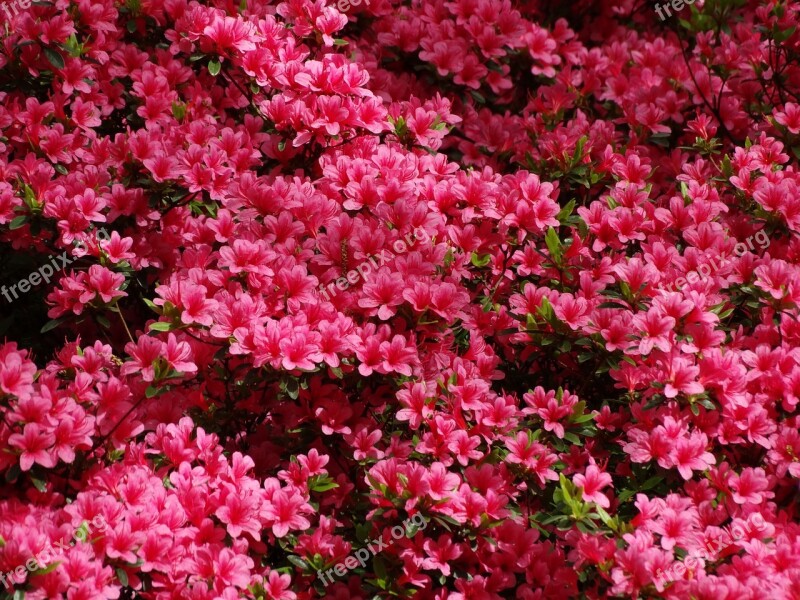 Azalea Pink Keukenhof Spring Flower