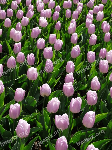 Tulip Keukenhof Nature Spring Purple