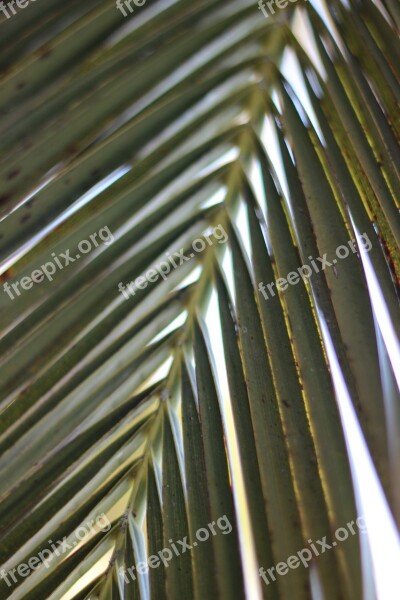 Palm Leaf Nature Palm Tropical Leaf