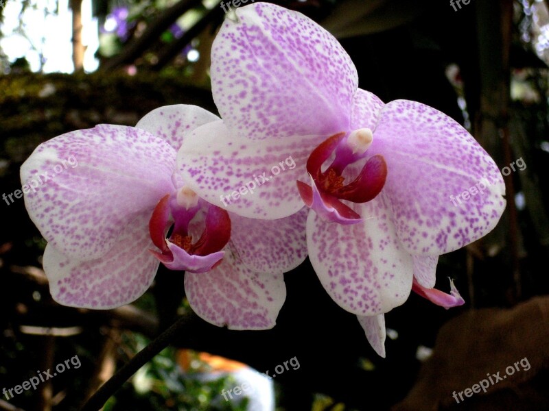 Orchid Flower Flowers Plant White