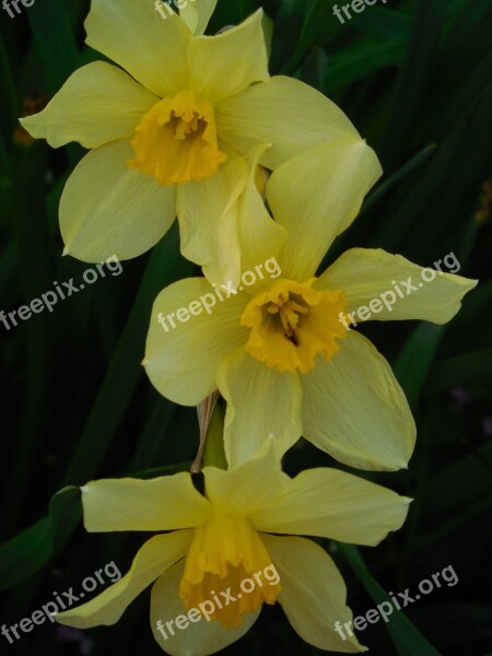 Spring Daffodil Flower Narcissus Green