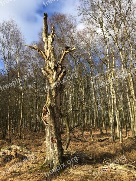 Nature Forest Autumn Green Beech Wood