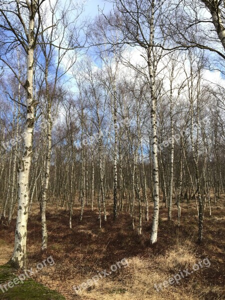 Nature Forest Autumn Green Beech Wood