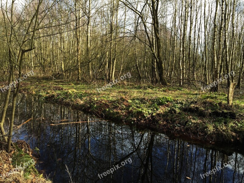 Nature Forest Autumn Green Beech Wood