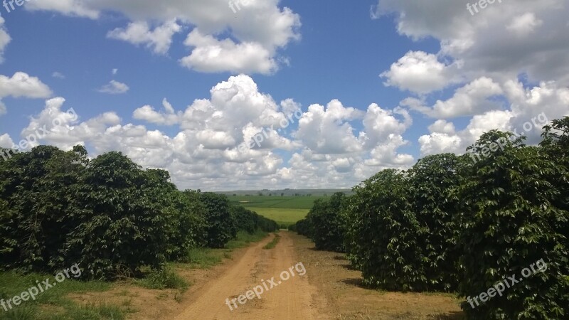 Coffee Farm Minas Crop Free Photos