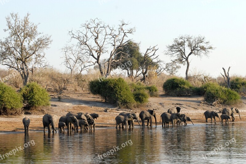 Botswana Herd Of Elephants Chobe Riverside Free Photos