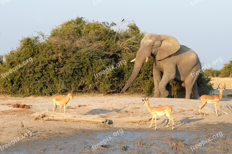 Elephant Savuti Botswana Water Hole Free Photos