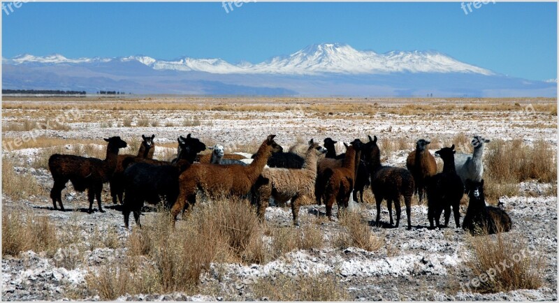 Chile Landscape Lama Andes Free Photos