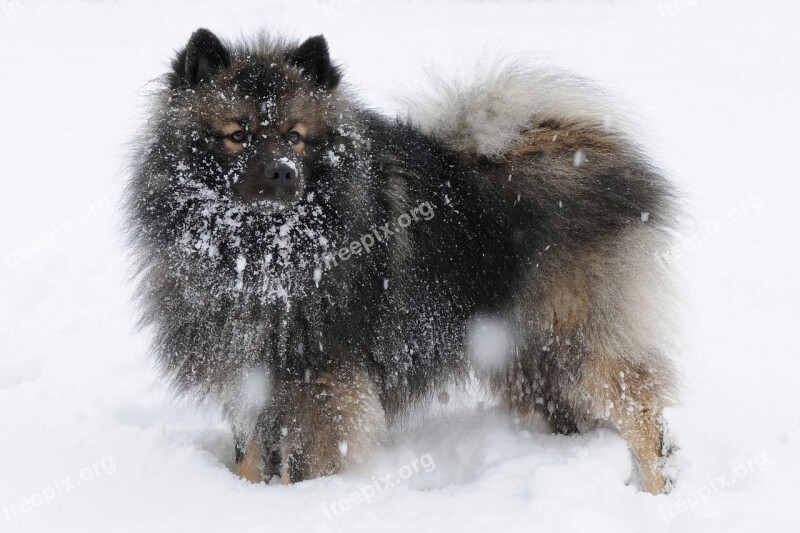 Keeshond Dog Snow Winter Free Photos