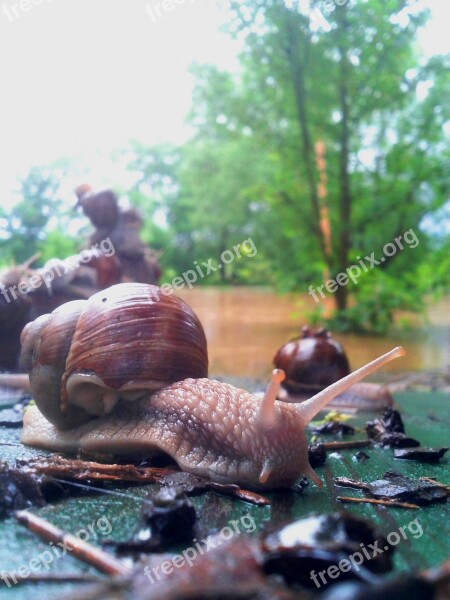 Worm Snail Animal Flood Conch