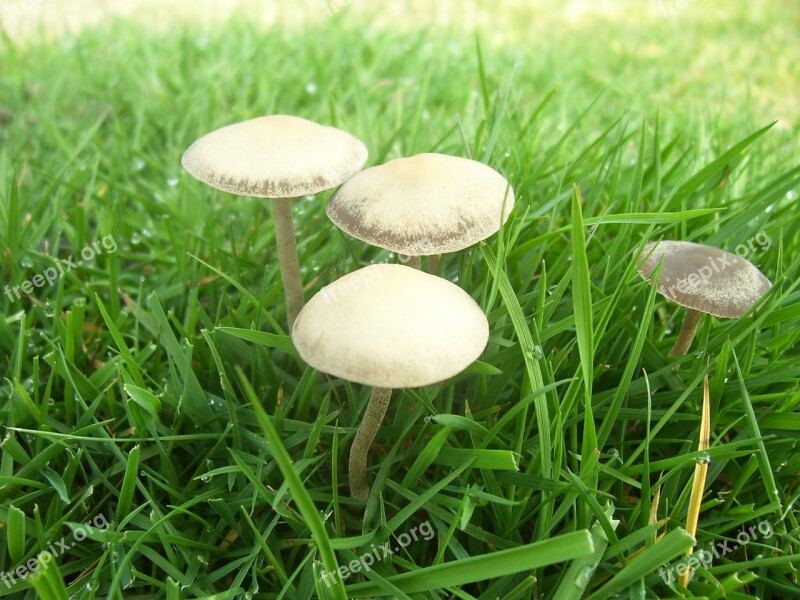 Mushroom Grass Nature Fungus Organism