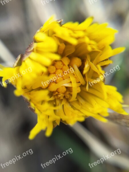 Tussilago Flowers Spring Our Characters Closeup