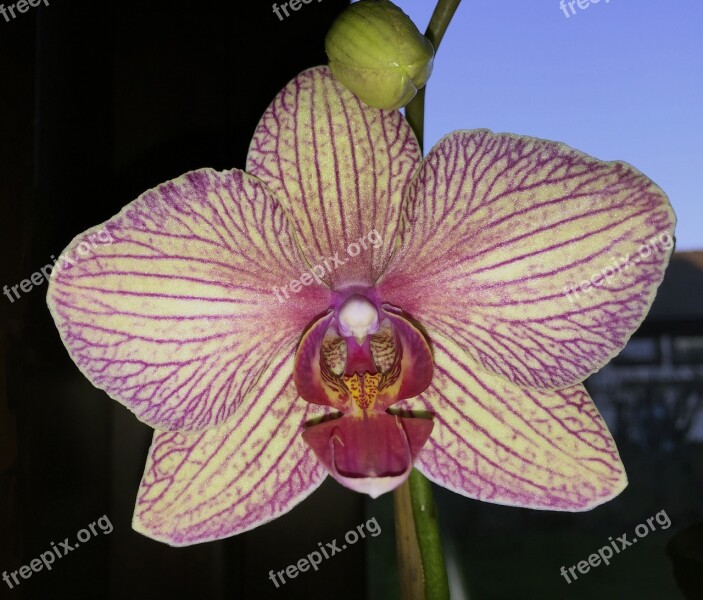 Flower Orchid Striped Free Photos