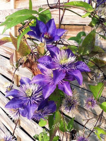 Clematis Summer Purple Flowers Leaf