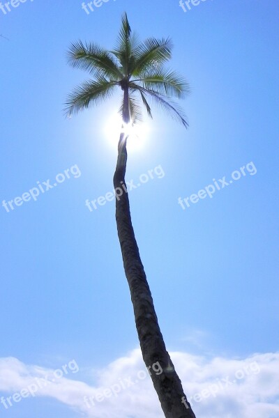 Palm Tropical Against The Light Beach Holiday