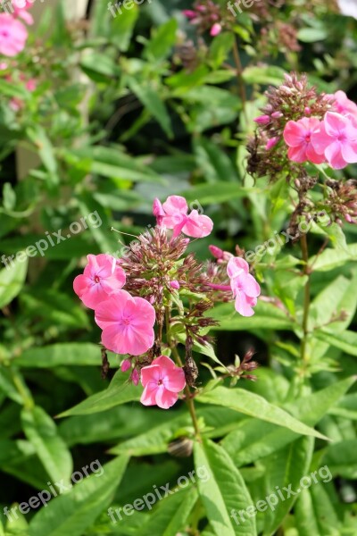 Phlox Pink Farbenpracht Flowers Flora