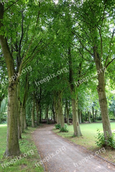 Trees Avenue Away Park Mood