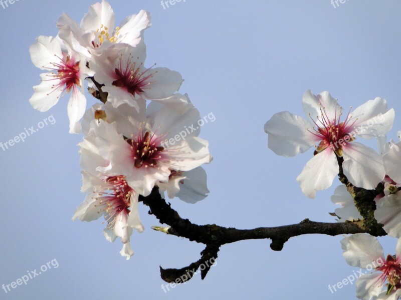 Almond Blossom Frühlingsanfang Flowering Twig Spring Spring Awakening