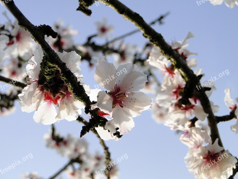 Almond Blossom Frühlingsanfang Flowering Twig Spring Spring Awakening