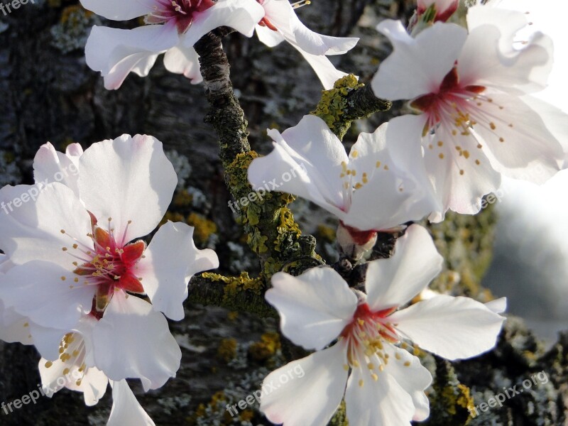 Almond Blossom Frühlingsanfang Flowering Twig Spring Spring Awakening