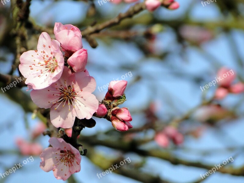 Almond Blossom Frühlingsanfang Flowering Twig Spring Spring Awakening