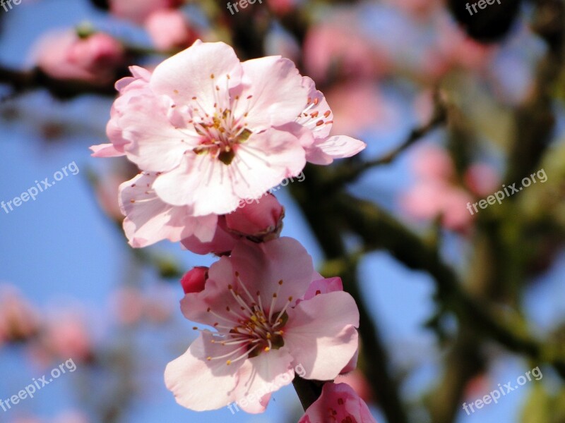 Almond Blossom Frühlingsanfang Flowering Twig Spring Spring Awakening