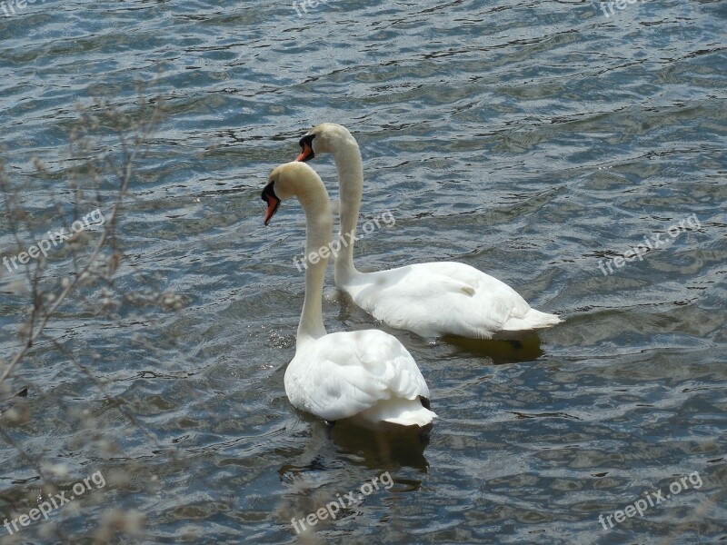 Waterfowl Swans Bird Animal Nature