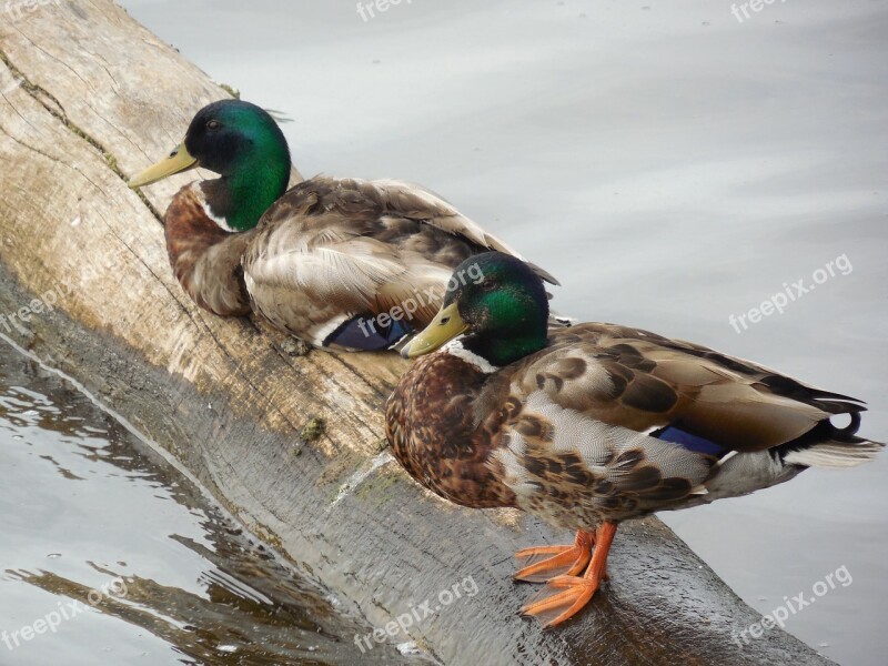 Mallard Duck Bird Nature Water