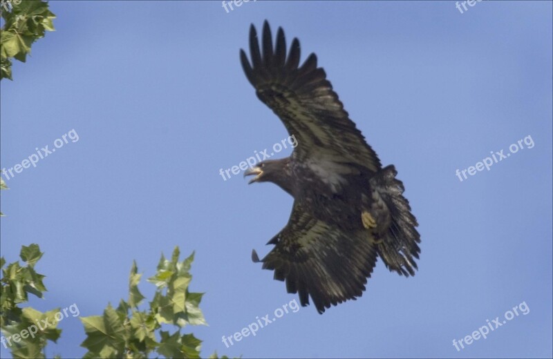 Bird Eagle Bald Immature Flying