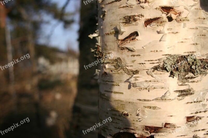 Birch Tree Nature Free Photos