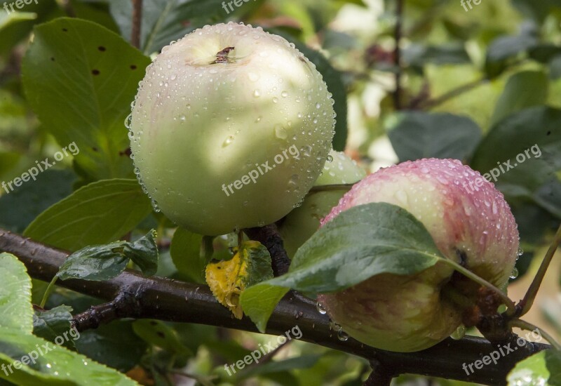 Apple Rain Drop Leaf September Summer