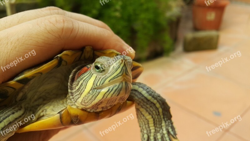 Turtle Red Eared Slider Green Tortoise Free Photos