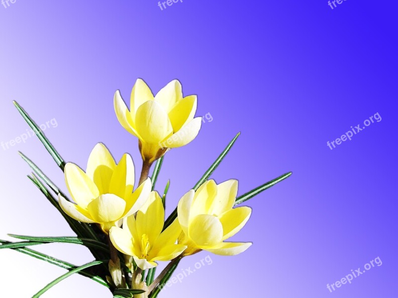 Flowers Yellow Nature Bright Spring