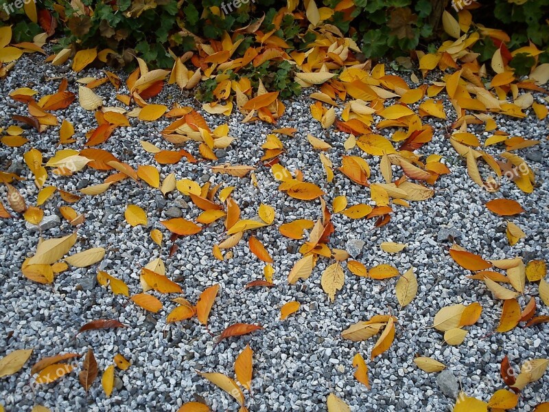 Leaves Pebble Autumn Dry Golden