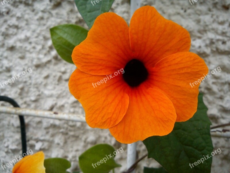 Black Eyed Susan Blossom Bloom Climber Plant Orange