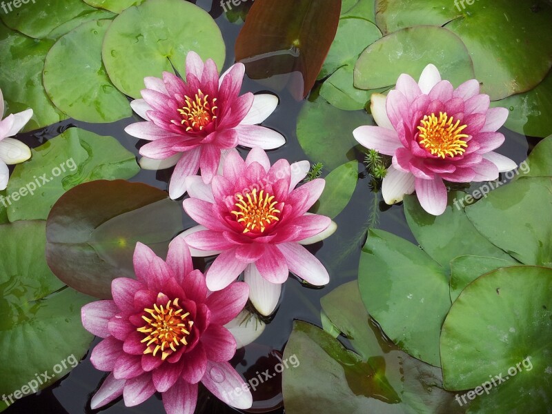 Waterlilies Flowers Summer Natural Free Photos